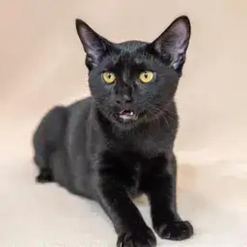 Enlarge Reggie, a Adoptable Domestic Short Hair in North Babylon, NY image 1/6
