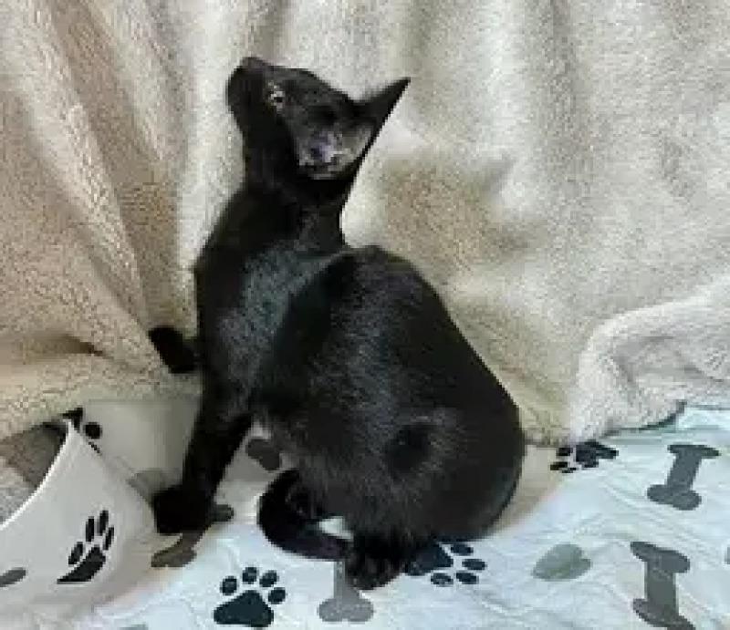 Enlarge Reggie, a Adoptable Domestic Short Hair in North Babylon, NY image 2/6