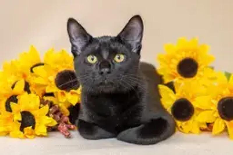Enlarge Reggie, a Adoptable Domestic Short Hair in North Babylon, NY image 3/6