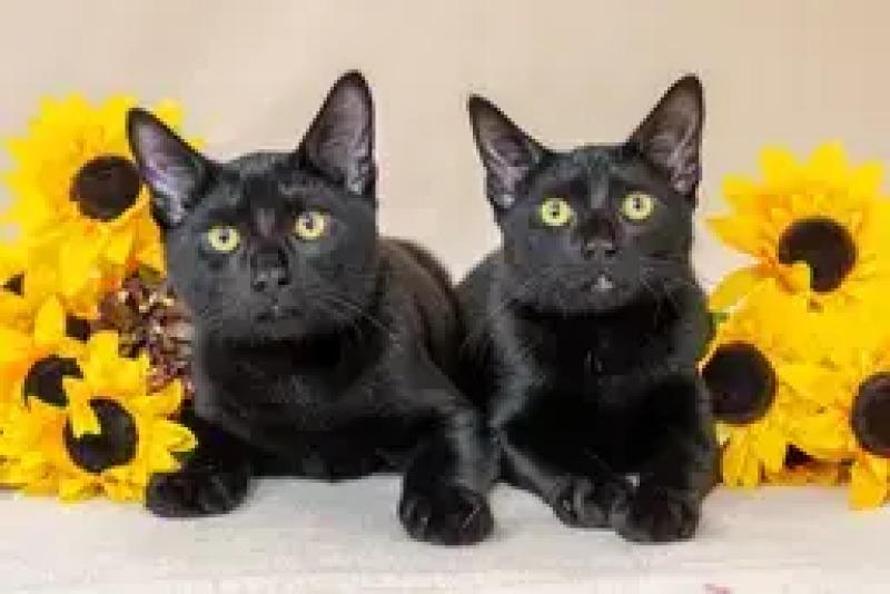 Enlarge Reggie, a Adoptable Domestic Short Hair in North Babylon, NY image 6/6