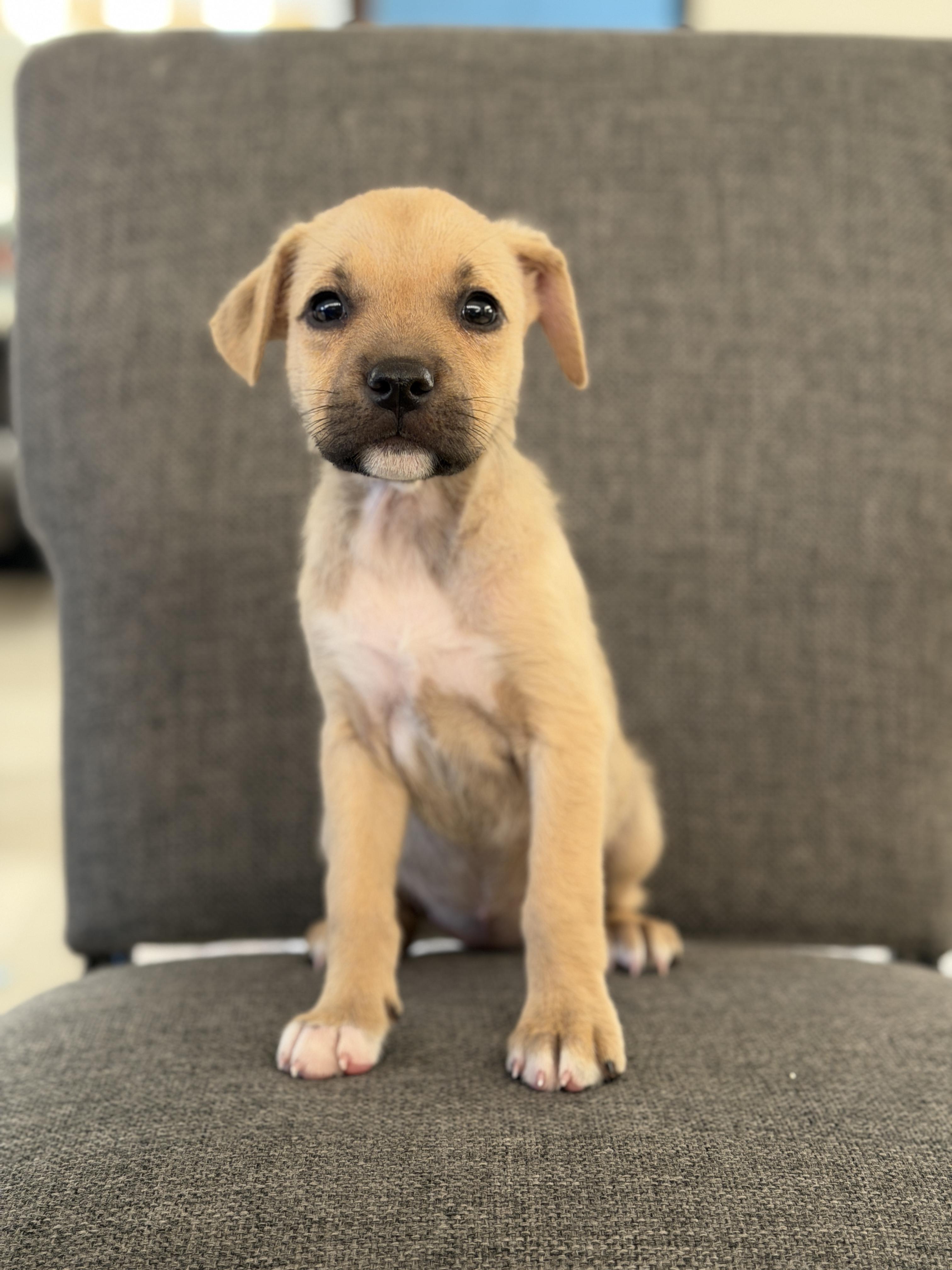 Peach *PARTIALLY SPONSORED*, Adoptable, Puppy Female Labrador Retriever & Mixed Breed.
