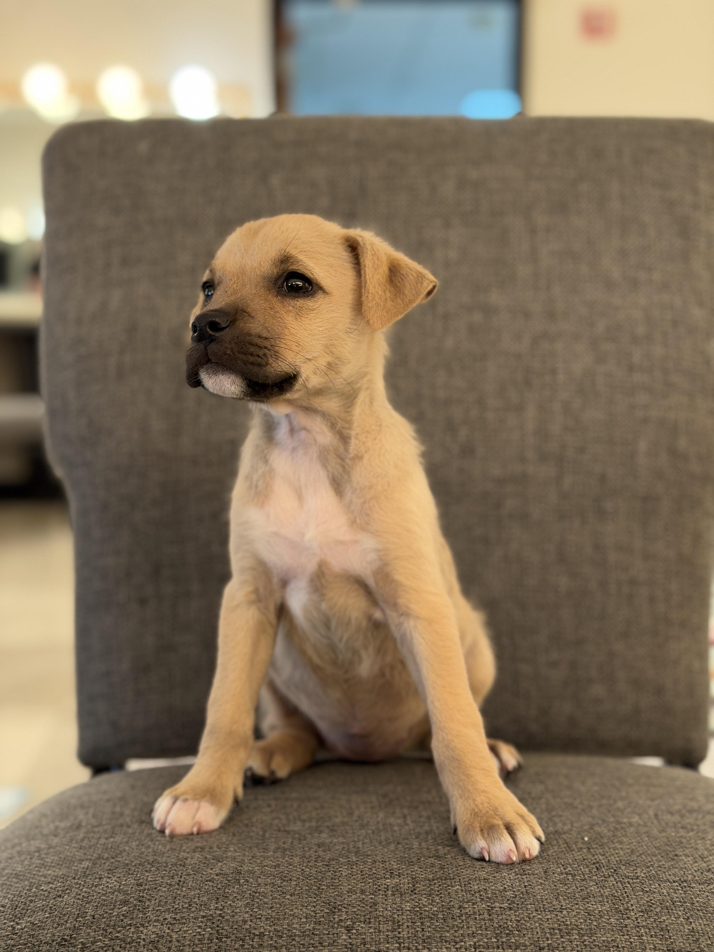 Enlarge Peach *PARTIALLY SPONSORED*, an adoption pending mixed breed in Avon, CT image 3/6