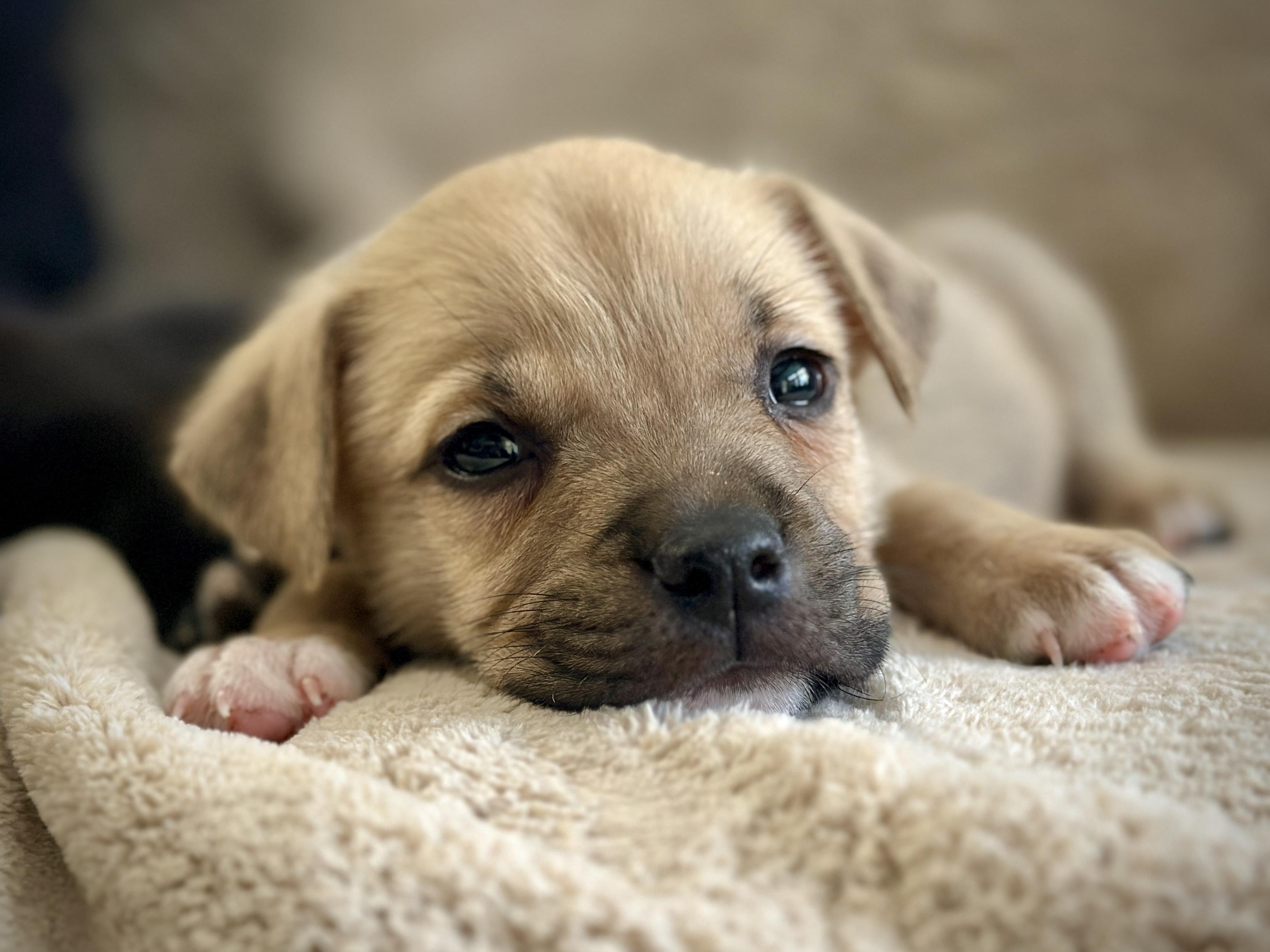 Enlarge Peach *PARTIALLY SPONSORED*, an adoption pending mixed breed in Avon, CT image 5/6