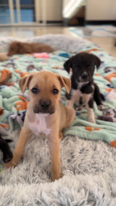 Enlarge Peach *PARTIALLY SPONSORED*, an adoption pending mixed breed in Avon, CT video 2/6
