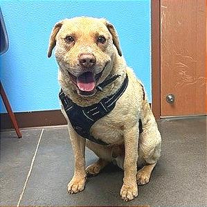 Enlarge Teddy, a Adoptable Chesapeake Bay Retriever in Idaho Falls, ID image 1/3