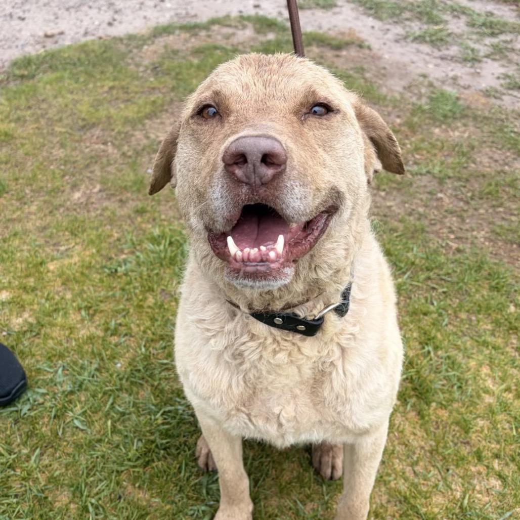 Teddy, Adoptable, Adult Male Chesapeake Bay Retriever.
