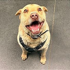 Enlarge Teddy, a Adoptable Chesapeake Bay Retriever in Idaho Falls, ID image 2/3