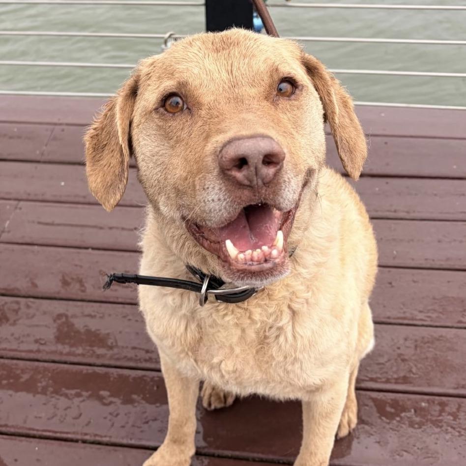 Teddy, a Adoptable Chesapeake Bay Retriever in Idaho Falls, ID image 2/6