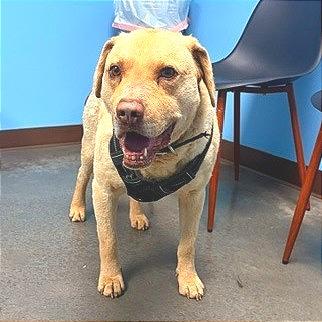 Enlarge Teddy, a Adoptable Chesapeake Bay Retriever in Idaho Falls, ID image 3/3