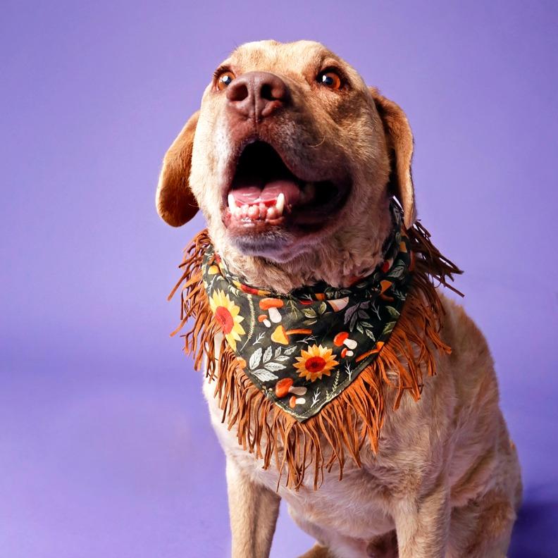 Teddy, a Adoptable Chesapeake Bay Retriever in Idaho Falls, ID image 3/6
