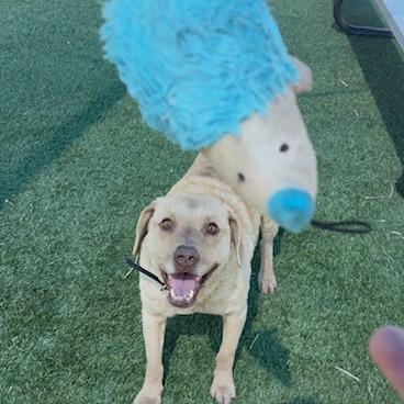Teddy, a Adoptable Chesapeake Bay Retriever in Idaho Falls, ID image 4/6