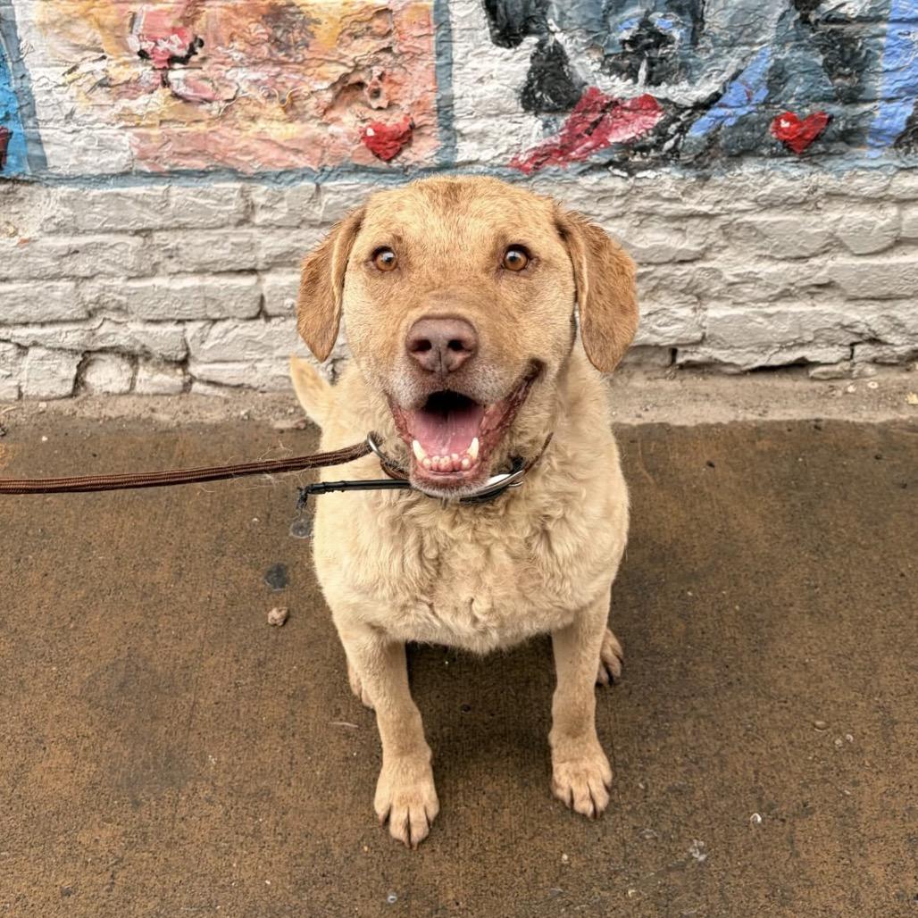 Teddy, a Adoptable Chesapeake Bay Retriever in Idaho Falls, ID image 5/6