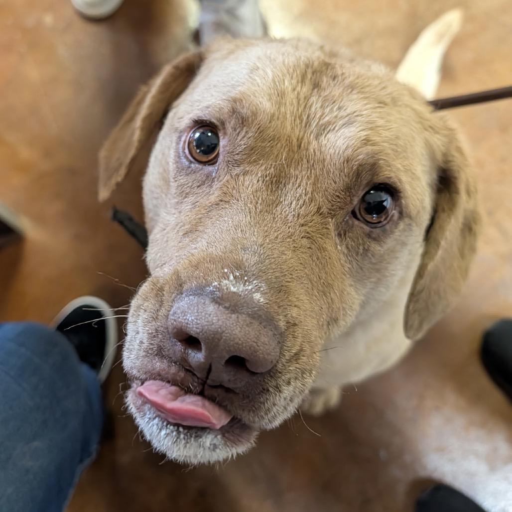 Teddy, a Adoptable Chesapeake Bay Retriever in Idaho Falls, ID image 6/6