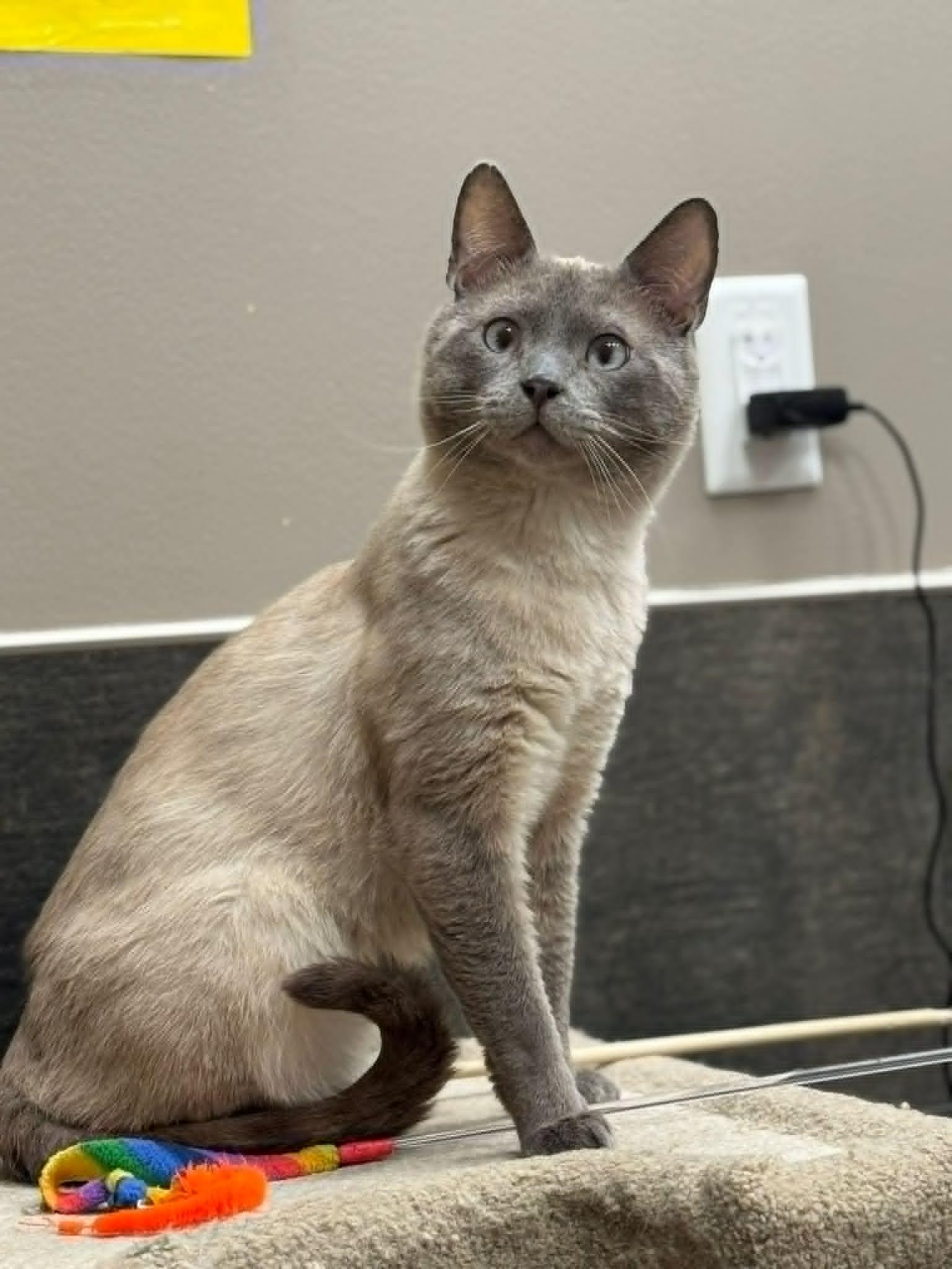 Kombucha, ADOPTABLE, Adult Male Siamese.