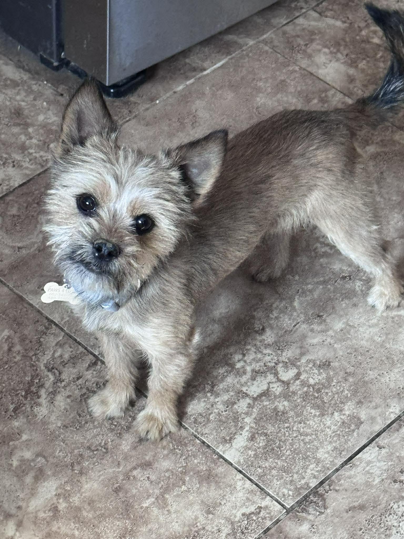 Enlarge Cookie, an adopted mixed breed in San Tan Valley, AZ image 1/1