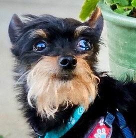 *Professor Nikidik WICKED, Adoptable, Senior Male Affenpinscher & Terrier.