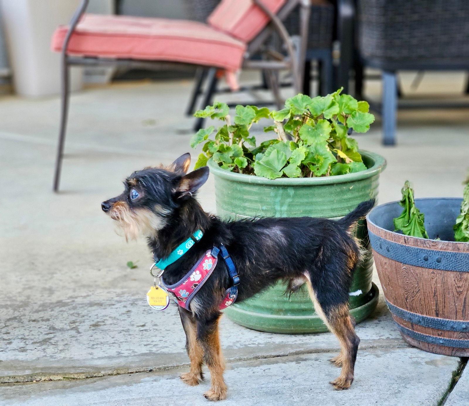 *Professor Nikidik WICKED, Adoptable, Senior Male Affenpinscher & Terrier.