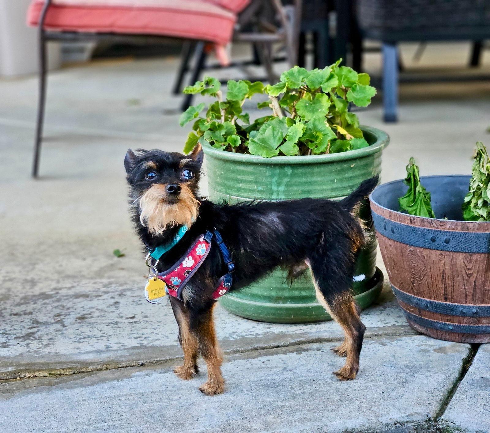 Enlarge *Professor Nikidik WICKED, a Adoptable mixed breed in Pittsburg, CA image 2/2