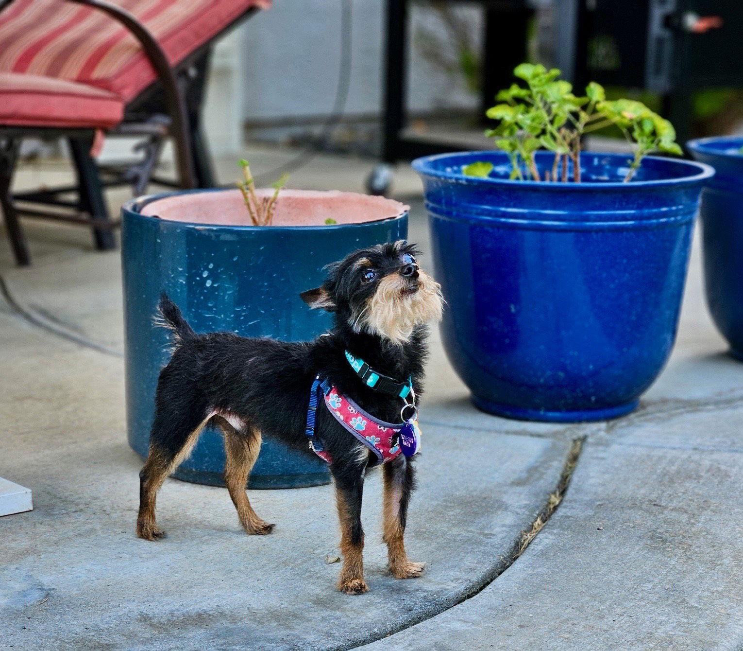 *Professor Nikidik WICKED, a Adoptable mixed breed in Pittsburg, CA image 3/3