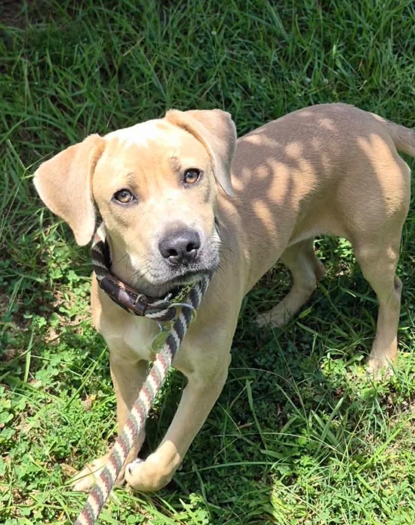 Maple, Adoptable, Puppy Female Labrador Retriever.