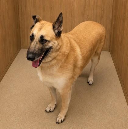 Rocky, a Adoptable mixed breed in North Richland Hills, TX image 2/2