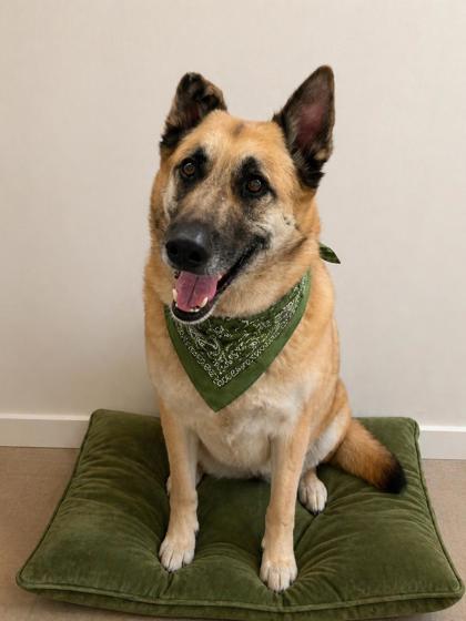 Rocky, Adoptable, Adult Male German Shepherd Dog & Mixed Breed.