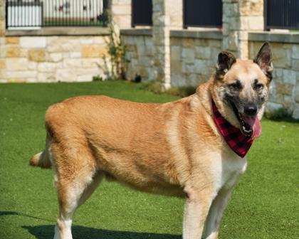 Enlarge Rocky, a Adoptable mixed breed in North Richland Hills, TX image 2/3
