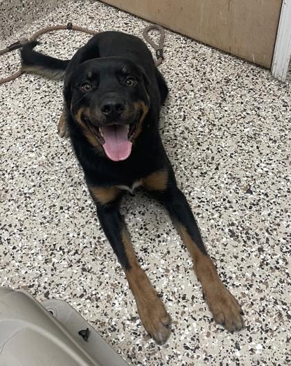 Titan, Adoptable, Adult Male Rottweiler & Mixed Breed.