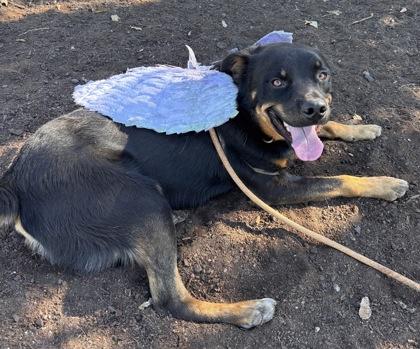 Titan, a Adoptable mixed breed in Pendleton, OR image 2/3