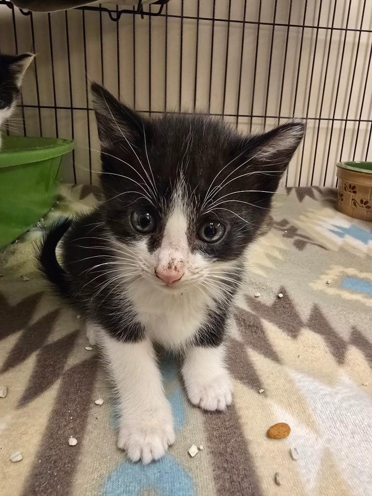 Enlarge Maui, a Adoptable mixed breed in Blountville, TN image 2/4