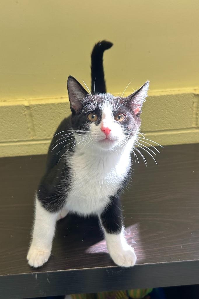 Enlarge Maui, a Adoptable mixed breed in Blountville, TN image 3/4