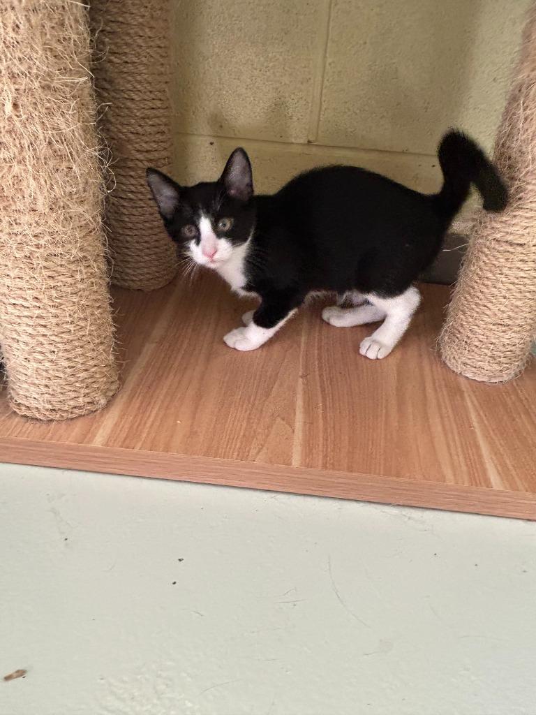 Enlarge Maui, a Adoptable mixed breed in Blountville, TN image 4/4