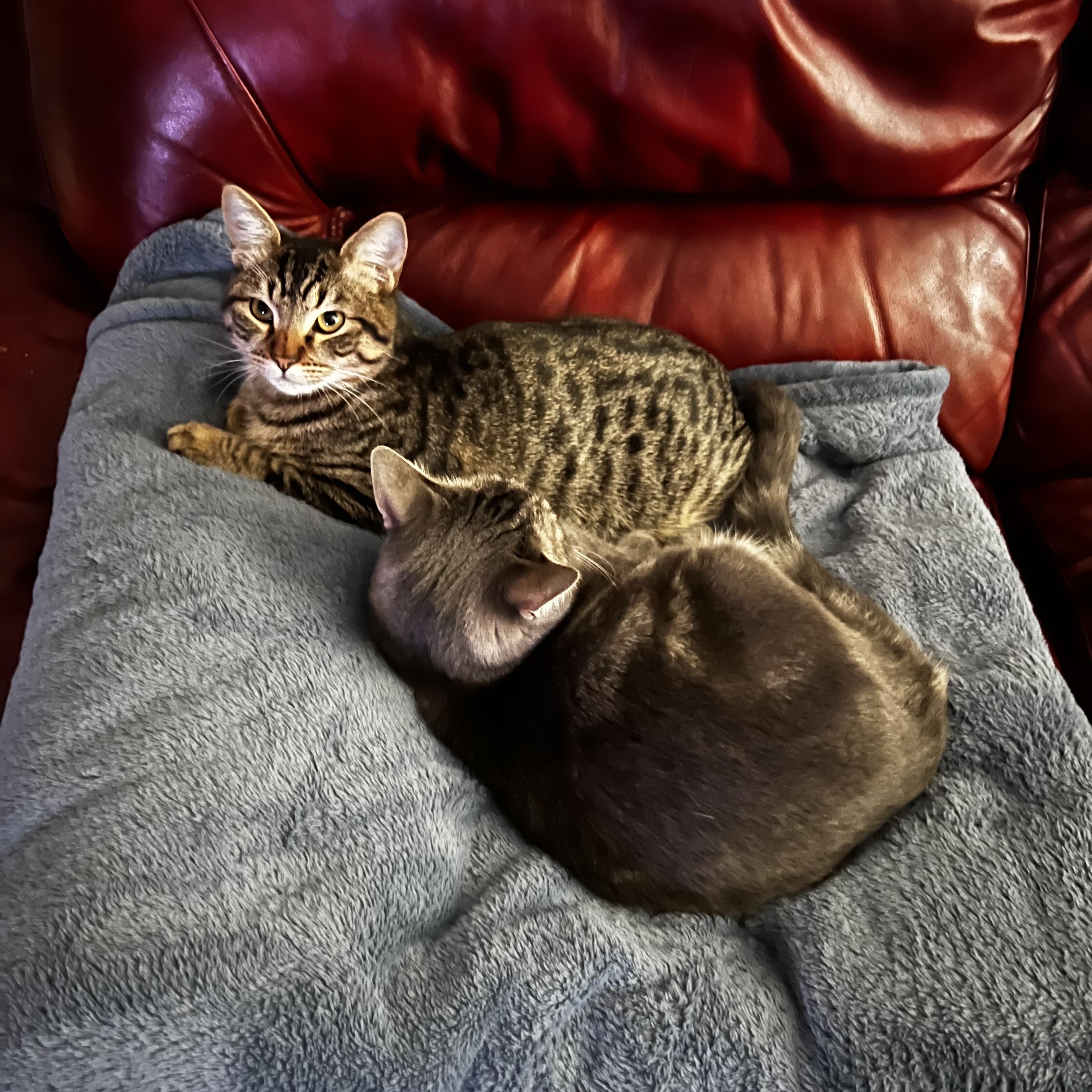 Bernoulli & Maggie, Young Male unknown