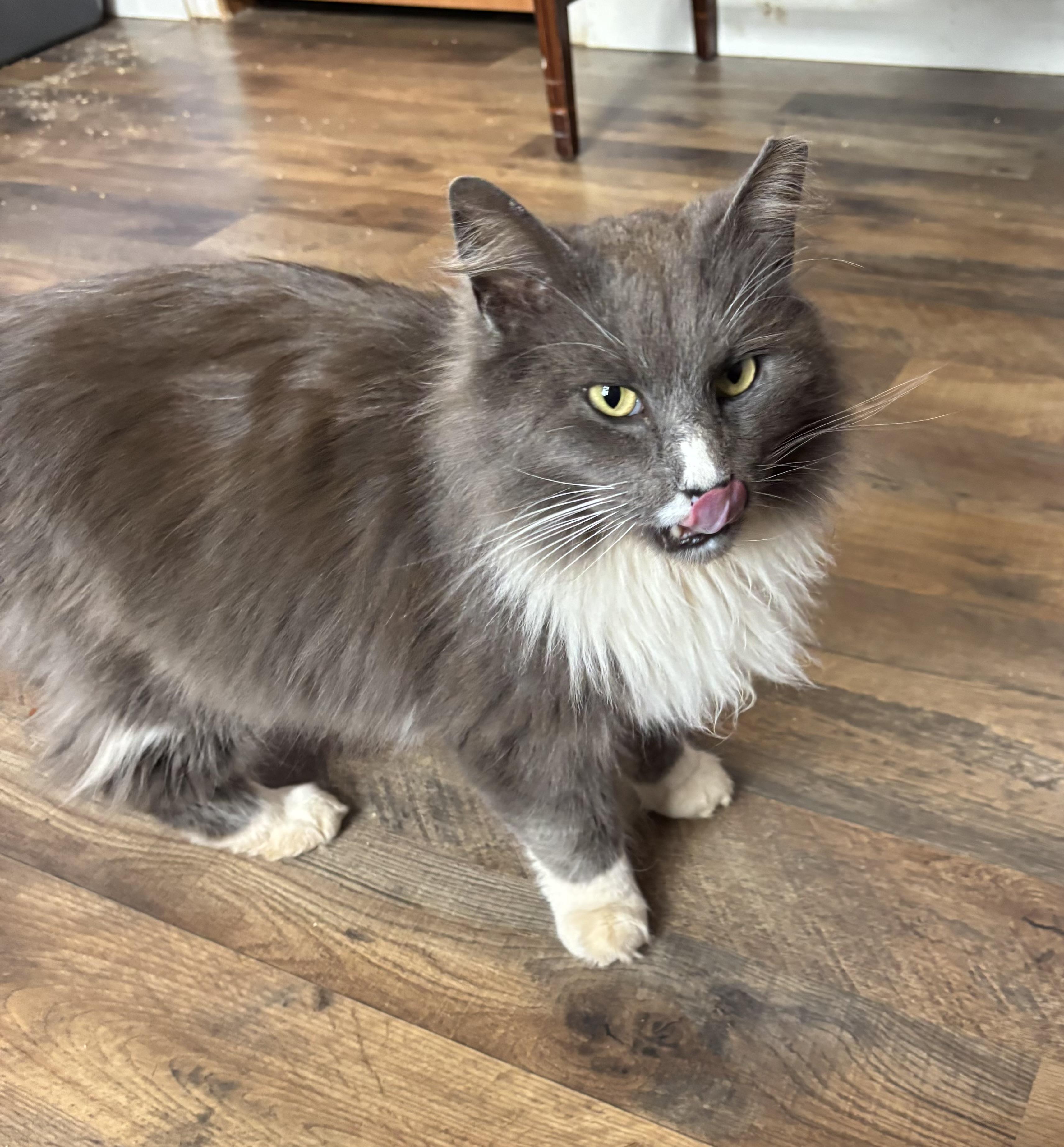 Louie (pse), adopted, Young Male Domestic Long Hair.