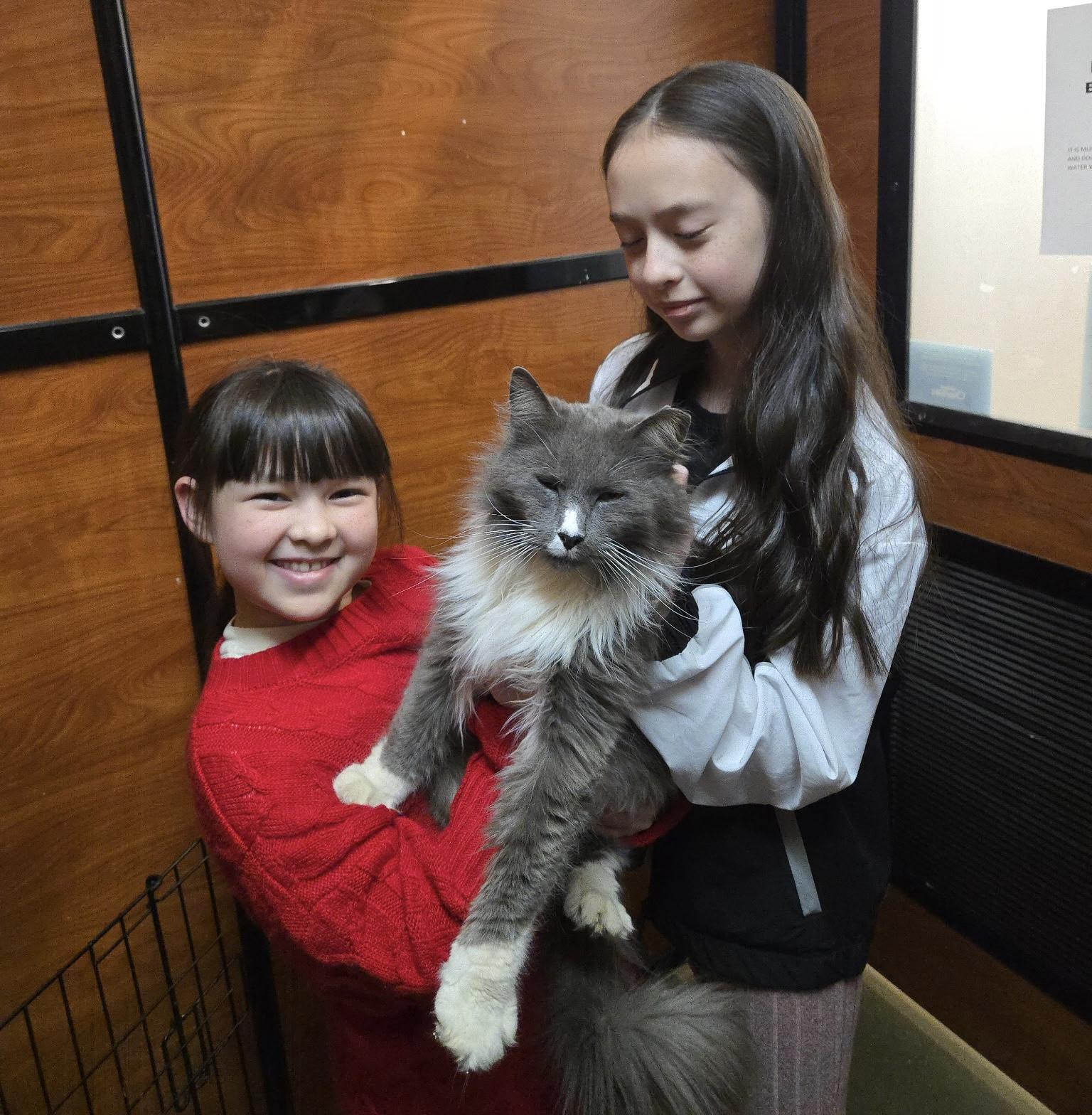 Louie (pse), an adopted Domestic Long Hair in Simpsonville, SC image 2/4