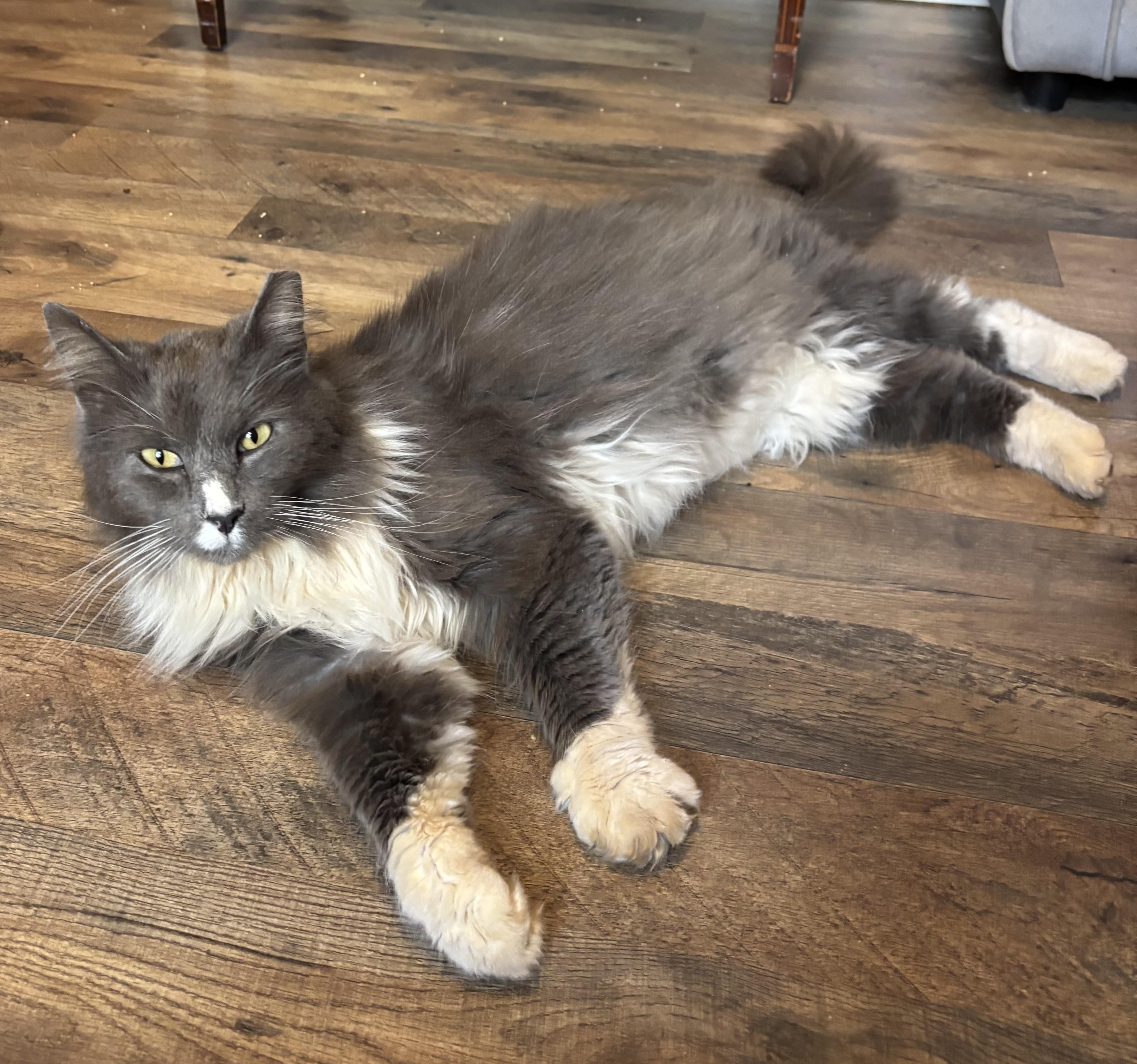 Louie (pse), an adopted Domestic Long Hair in Simpsonville, SC image 3/4