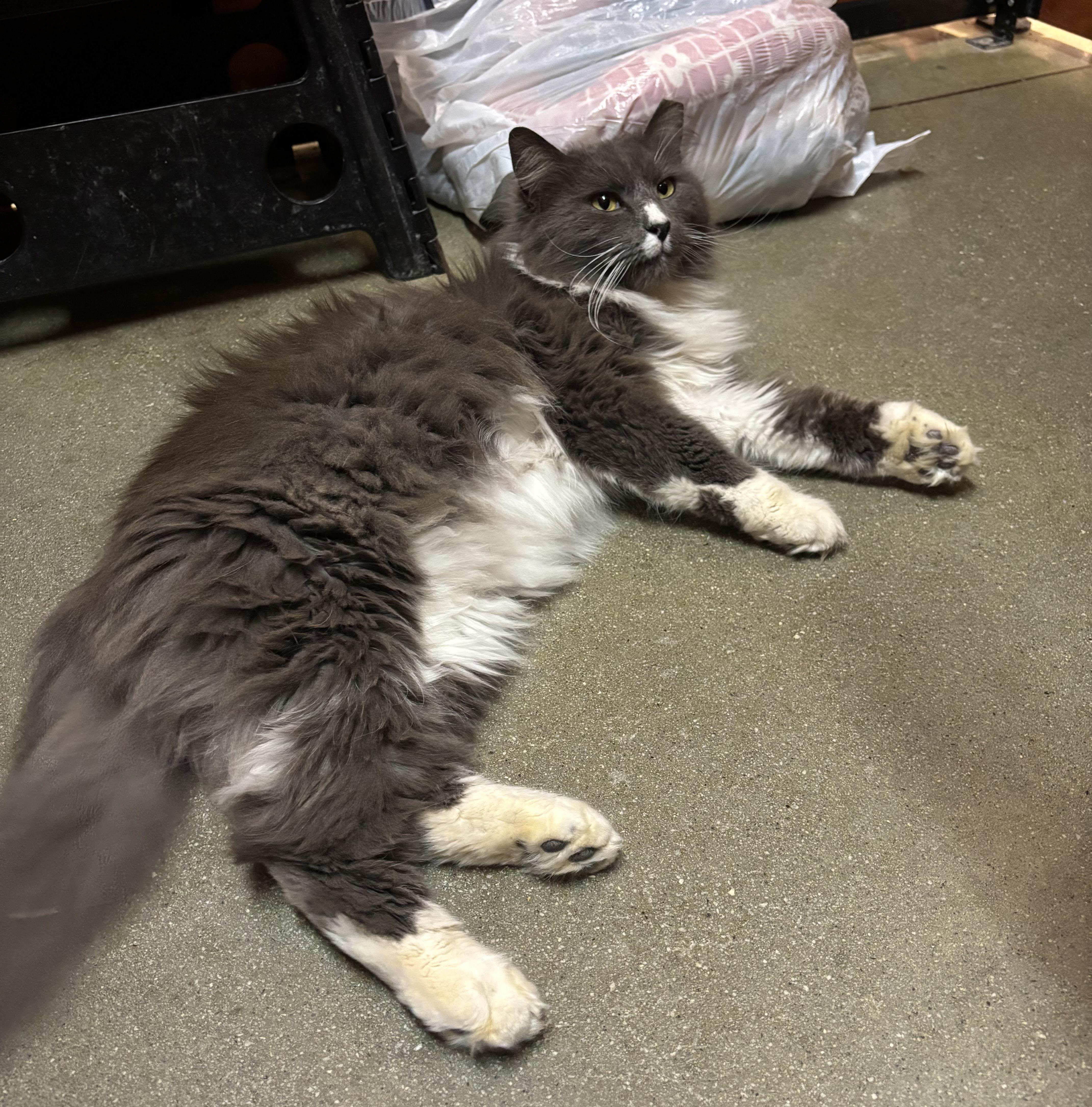 Louie (pse), an adopted Domestic Long Hair in Simpsonville, SC image 4/4