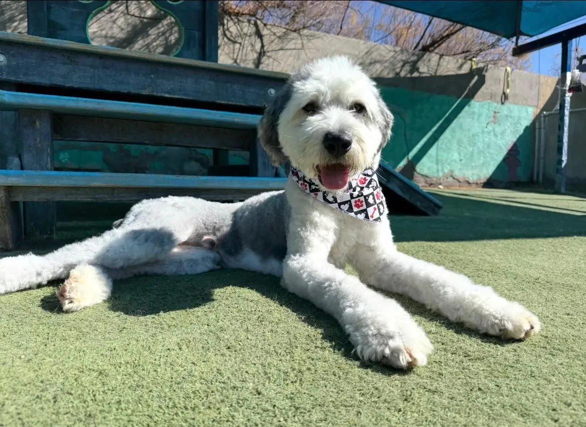 Blitzen, a ADOPTABLE Old English Sheepdog in Yukon, OK image 1/2