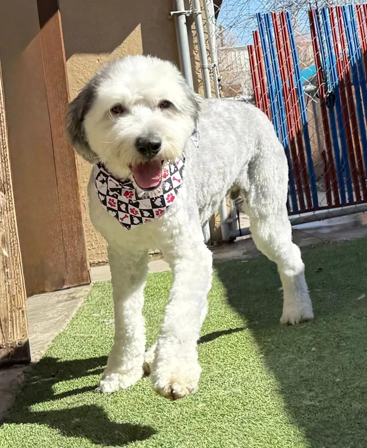 Blitzen, a ADOPTABLE Old English Sheepdog in Yukon, OK image 2/2