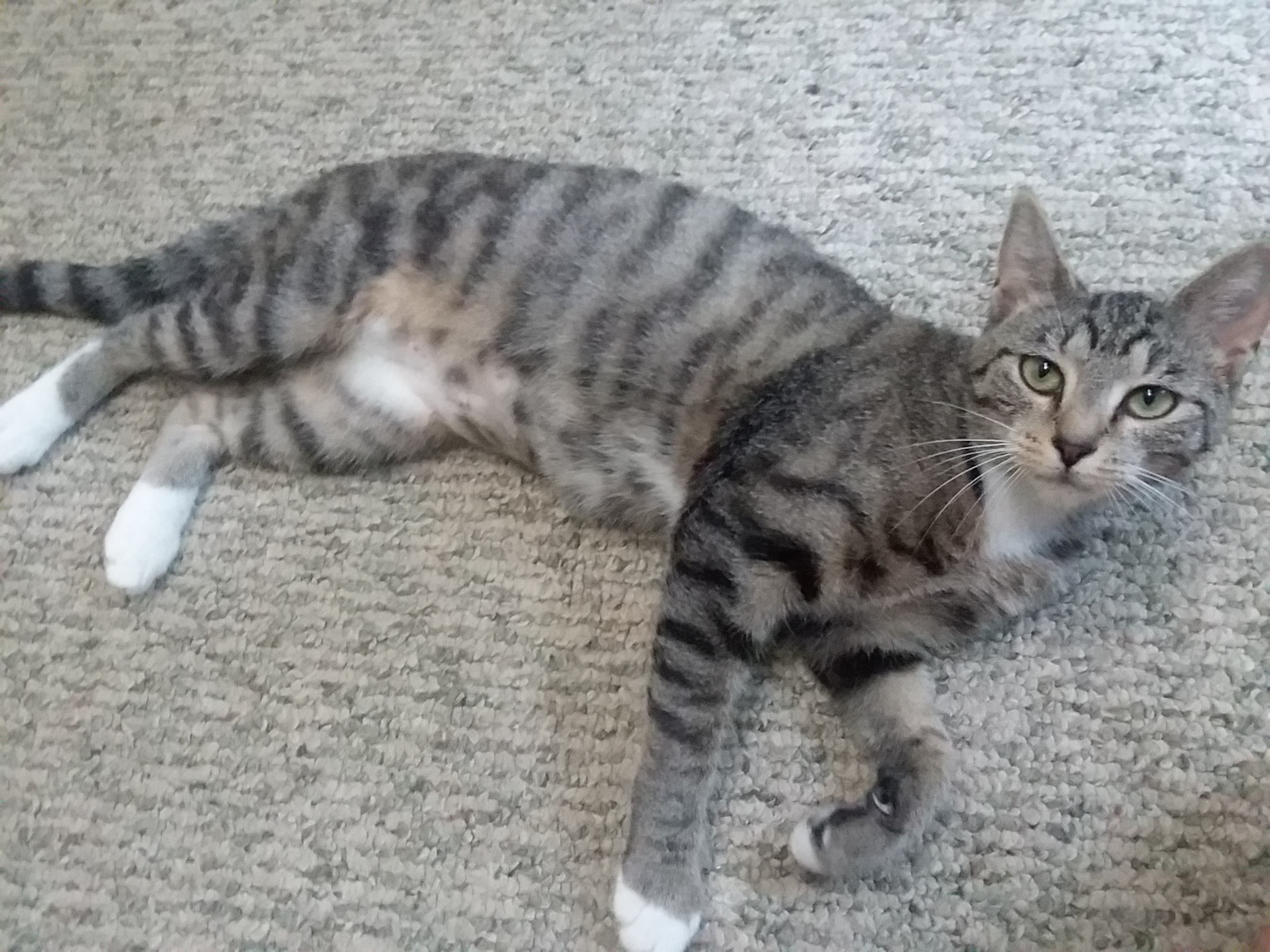 Momma Cat