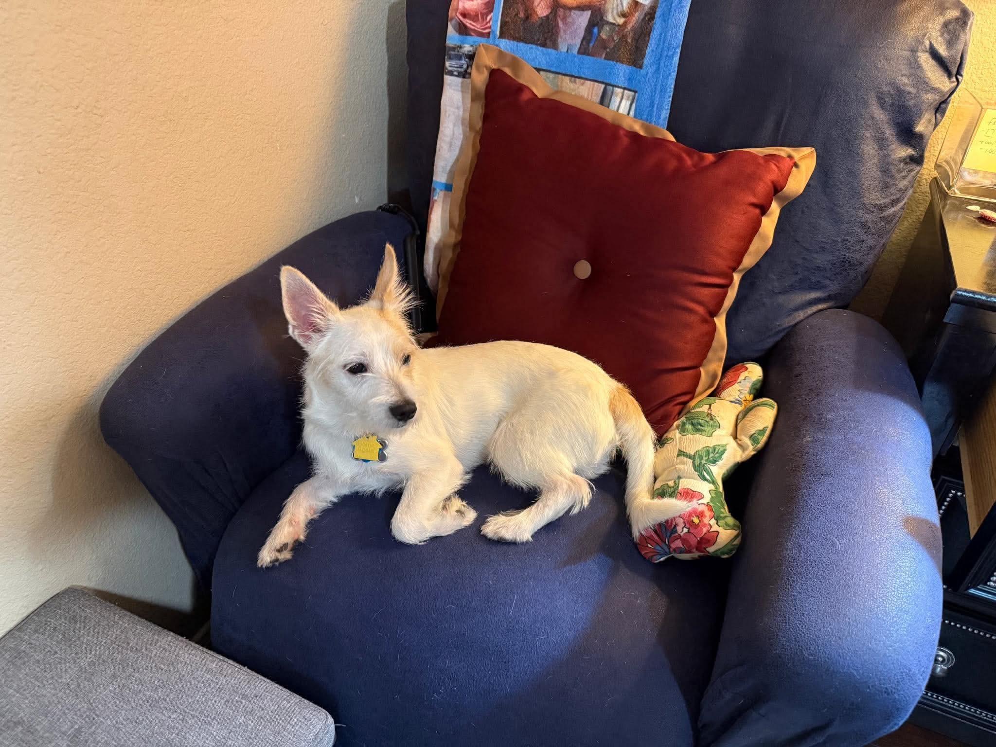 Enlarge Snowball, a ADOPTABLE Schnauzer in Garland, TX image 2/5