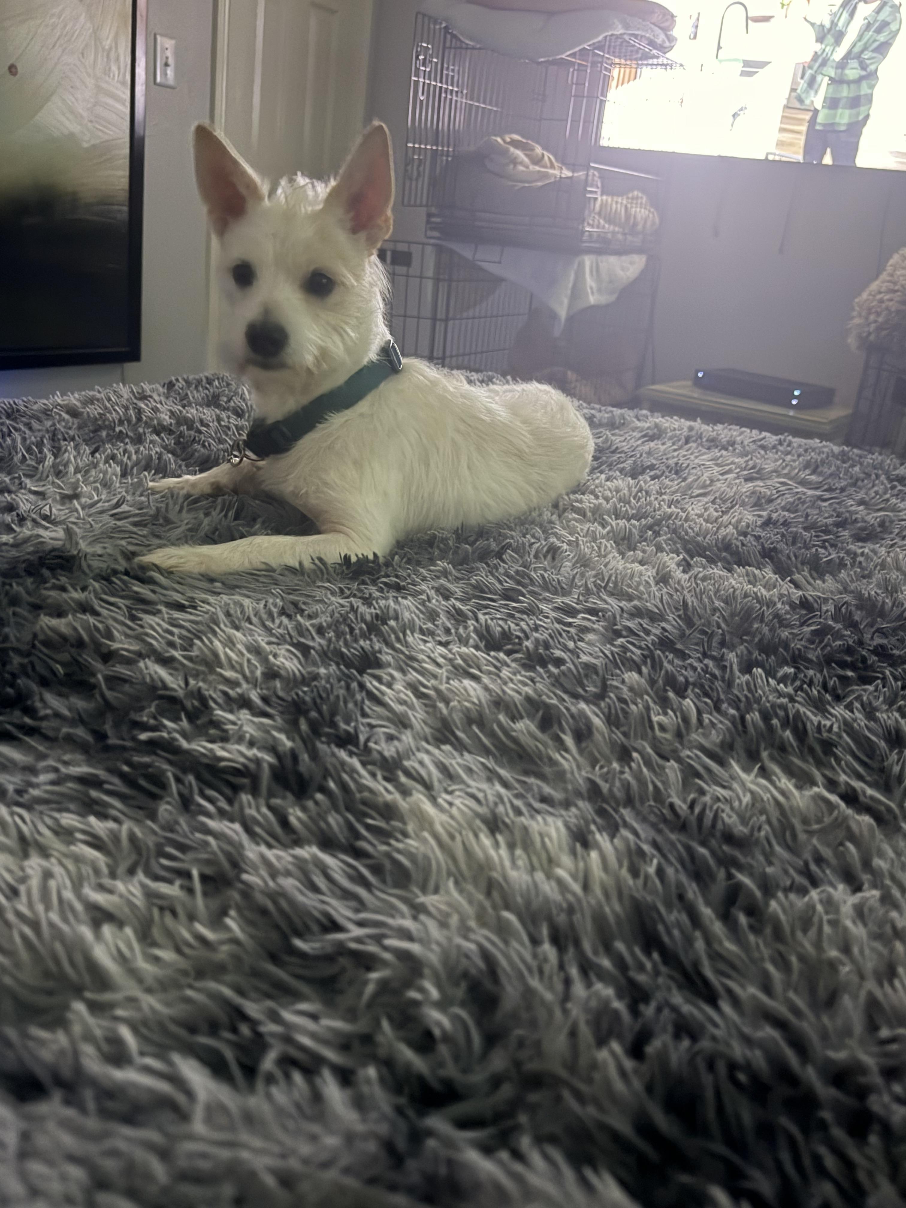 Enlarge Snowball, a ADOPTABLE Schnauzer in Garland, TX image 4/5