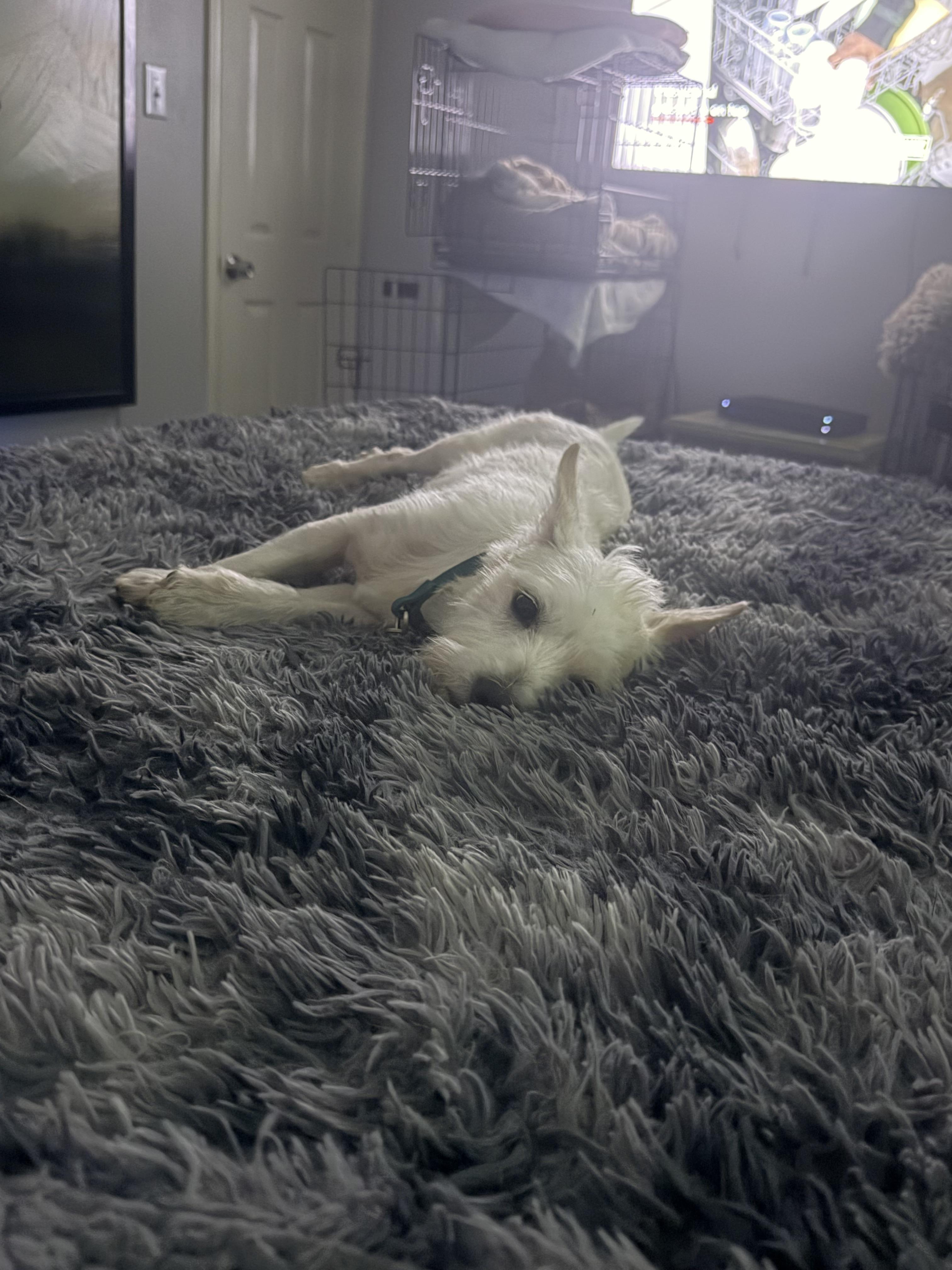 Enlarge Snowball, a ADOPTABLE Schnauzer in Garland, TX image 3/5