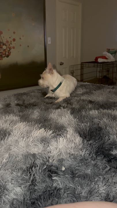 Enlarge Snowball, a Adoptable Schnauzer in Garland, TX video 6/6