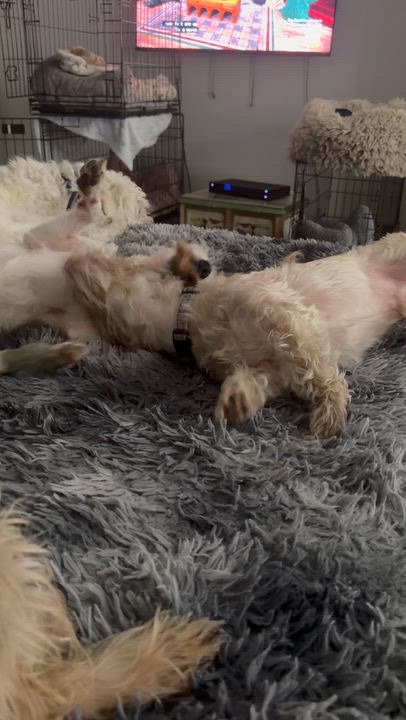 Enlarge Snowball, a ADOPTABLE Schnauzer in Garland, TX video 5/5