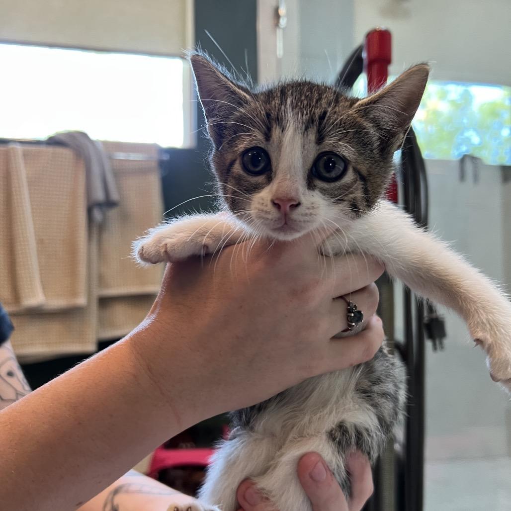 Kai (Hawaiian Kittens), Adoptable, Kitten Female Domestic Short Hair.