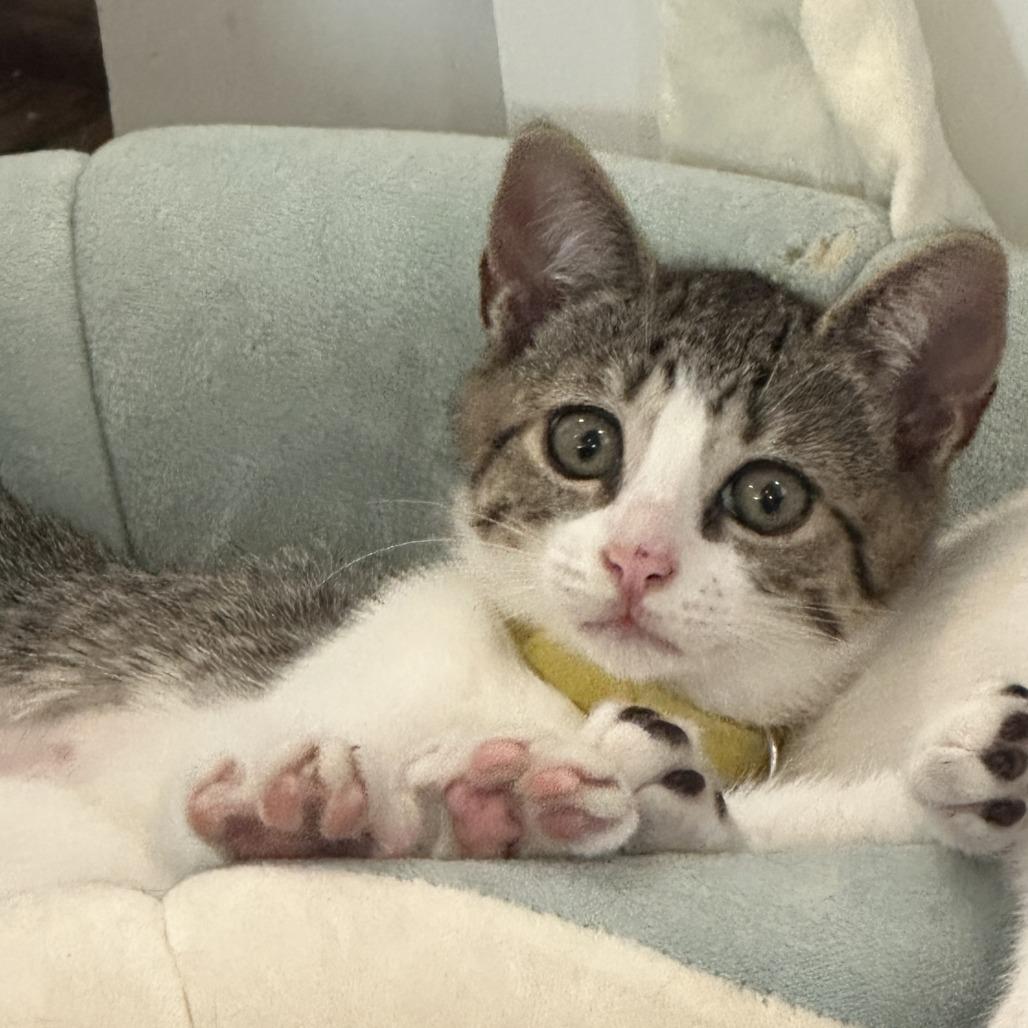 Kai (Hawaiian Kittens), a Adoptable Domestic Short Hair in Charlotte, NC image 2/4