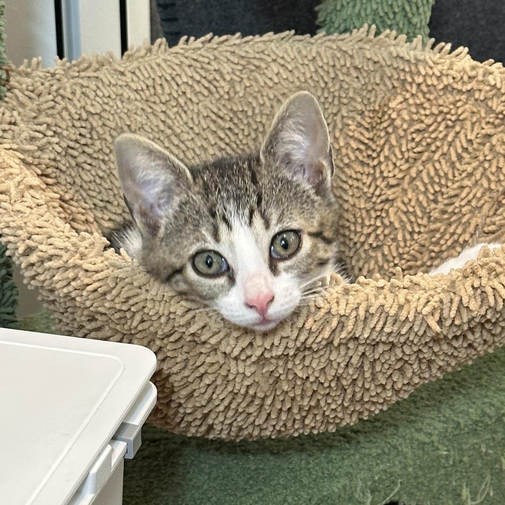 Kai (Hawaiian Kittens), a Adoptable Domestic Short Hair in Charlotte, NC image 3/4