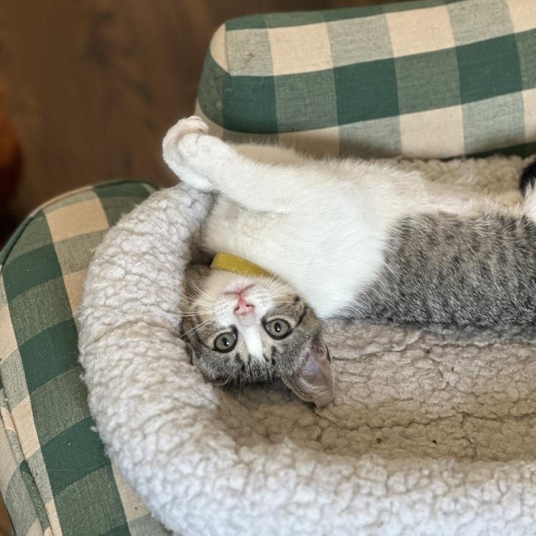 Kai (Hawaiian Kittens), a Adoptable Domestic Short Hair in Charlotte, NC image 4/4