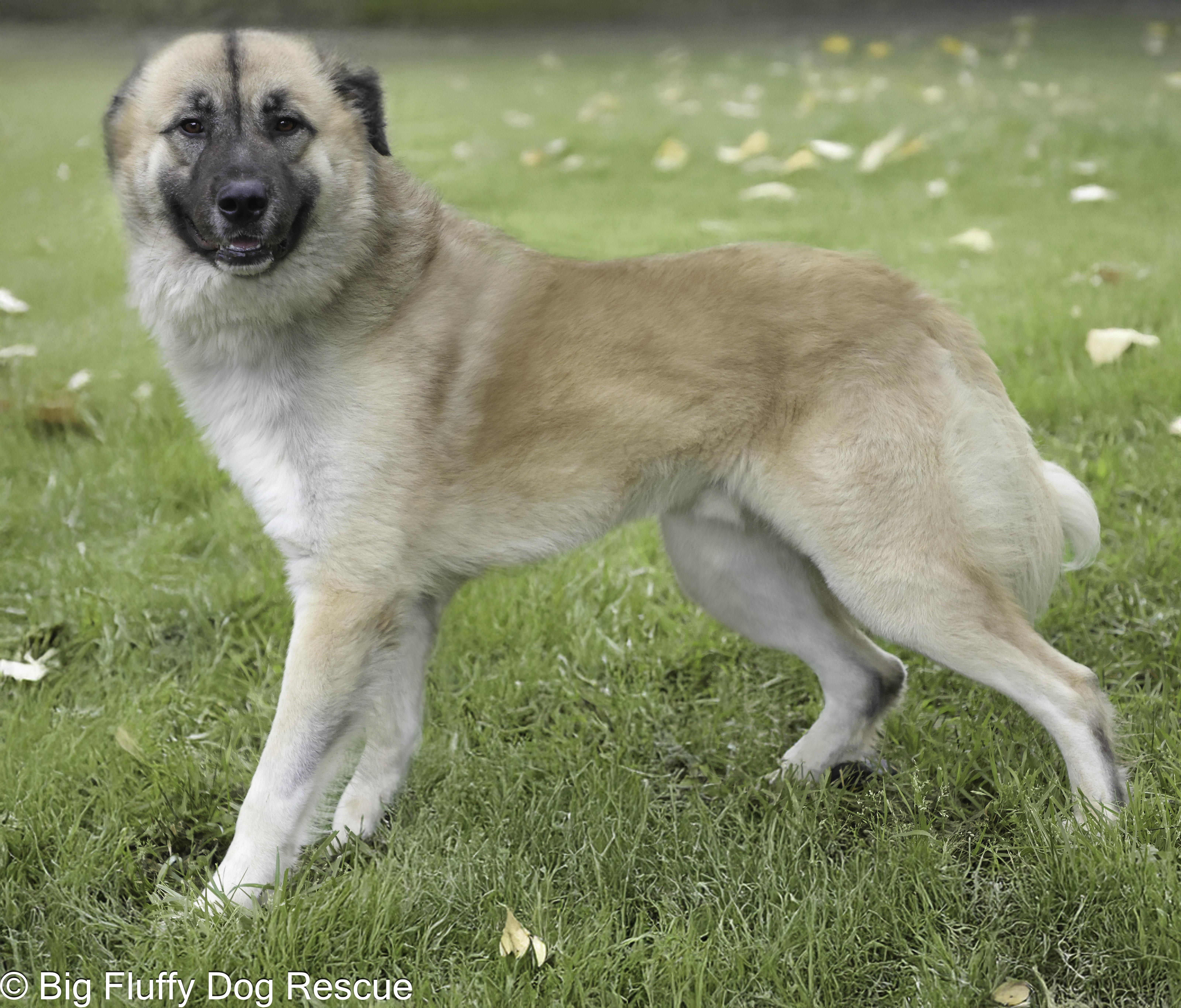 Calvin — thumbnail 3